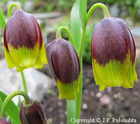 Fritillaria michailovskyi, keltareunapikarililja